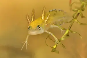 Newt Prints: Smooth Newt Common Newt - larvae - Switzerland