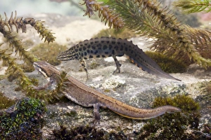 Images Dated 11th April 2009: Smooth Newt - Female in the foreground with a male displaying to her in the background