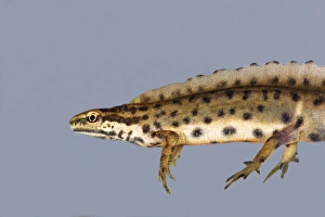 Images Dated 11th May 2006: Smooth newt. France