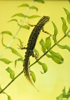 Heath Prints: Smooth Newt - male