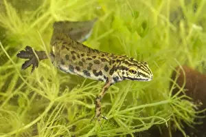 Smooth Newt - male in habitat - Italy