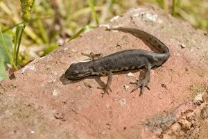 Images Dated 22nd June 2011: Smooth Newt - male on old brick - UK