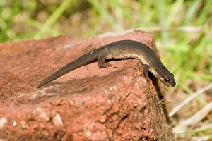 Images Dated 22nd June 2011: Smooth Newt - male on old brick - UK