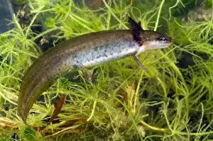 Juveniles Prints: Smooth Newt - neotenic female