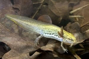 Images Dated 13th April 2011: Smooth Newt - neotenic female