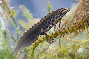 Images Dated 11th April 2009: Smooth newt - Single adult male in full breeding condition, Photographed underwater