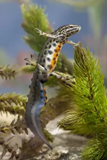 Newt Prints: Smooth newt - Single adult male in full breeding condition showing orange underbelly
