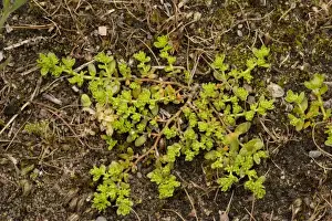 Smooth rupturewort (Herniaria glabra). Rare in UK