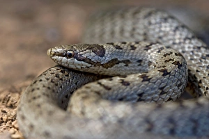 Images Dated 21st June 2008: Smooth Snake