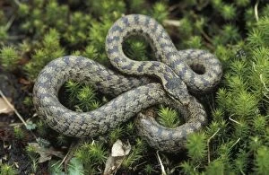 Smooth snake - Adult