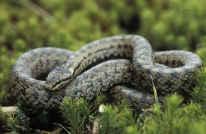 Images Dated 31st January 2006: Smooth snake - Adult