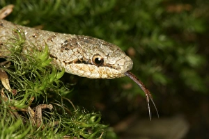 Images Dated 20th January 2006: Smooth Snake. Alsace France