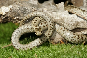Images Dated 8th March 2006: Smooth Snake. Alsace France