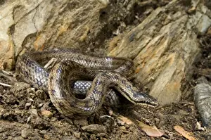 Smooth Snake - Italy