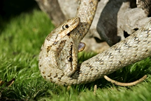 Images Dated 20th January 2006: Smooth Snake - mating