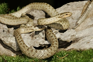 Images Dated 20th January 2006: Smooth Snake - pair mating