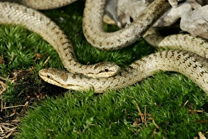 Images Dated 20th January 2006: Smooth Snake - pair mating. Alsace France