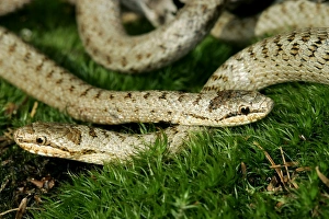 Images Dated 20th January 2006: Smooth Snake - pair mating. Alsace France