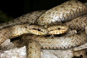 Images Dated 20th January 2006: Smooth Snake - pair mating. Alsace France