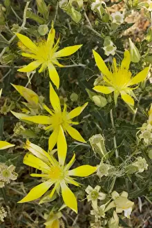 Smooth-stemmed Mentzelia / Blazing Star (Mentzelia laevicaulis), nrth California