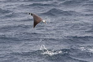 Images Dated 21st April 2009: Smoothtail Mobula - leaping out of water - Baja California - Mexico