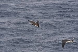 Images Dated 21st April 2009: Smoothtail Mobula - leaping out of water - Baja California - Mexico