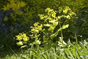 Images Dated 6th May 2008: Smyrnium perfoliatum - In garden UK