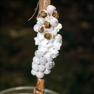 Gastropods Collection: Snail - eggs hatching