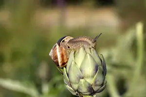 Gastropods Prints: Snail - Escargot Turc (Turkish snail) - on globe artichoke. France
