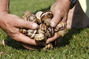 Snail - Escargot Turc (Turkish snail) - mass