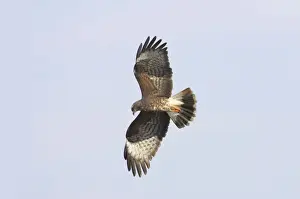 Snail Kite - In flight hunting. Lake Kissimee, florida, USA BI001398
