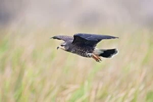 Images Dated 7th January 2009: Snail Kite - in flight - South central Florida - USA - January