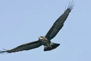 Snail Kite Florida, USA