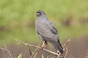 Images Dated 3rd January 2008: Snail Kite - male