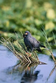 Images Dated 16th November 2004: Snail Kite Male with snail, lake Kissimmee, Florida, USA