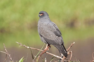 Images Dated 3rd January 2008: Snail Kite - male - South central Florida - USA - January