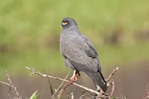 Rostrhamus Prints: Snail Kite - male - South central Florida - USA - January