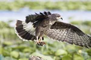 Images Dated 2nd March 2005: Snail Kite - with turtle. Lake Kississimme Florida in January. USA