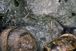 Behind Gallery: Snail Love Darts - left behind after mating