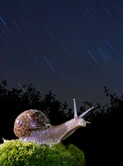 Snail - at night with stars