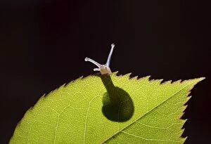 Snail on rose leaf