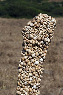 Images Dated 24th June 2007: Snails - aestivating during the dry season. Tarifa - Spain