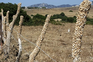 Images Dated 24th June 2007: Snails - aestivating during the dry season. Tarifa - Spain