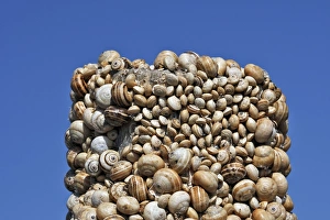Images Dated 24th June 2007: Snails - aestivating during the dry season. Tarifa - Spain