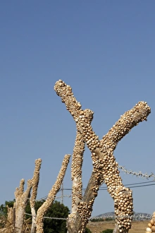Images Dated 24th June 2007: Snails - aestivating during the dry season. Tarifa - Spain