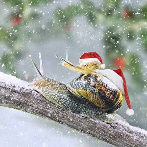 Shell Gallery: Snails with Christmas hats on branch in winter snow
