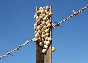 Snails at a fence post Andalusia, Spain