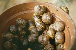 Aestivating Gallery: Snails  - Hibernating in garden pot