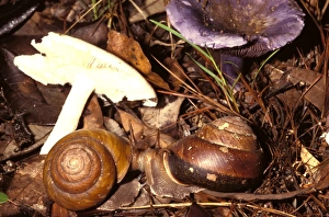 Snails - mating near their food fungi. Ground dweller in rainforest Snails - mating near their food fungi. Ground dweller in rainforest