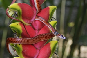 Images Dated 12th September 2006: Snake - Drepanoides anomalus Manu Wildlife Centre Amazon Peru